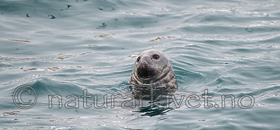 BB 13 0322 / Halichoerus grypus / Havert